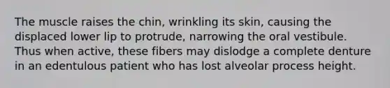 The muscle raises the chin, wrinkling its skin, causing the displaced lower lip to protrude, narrowing the oral vestibule. Thus when active, these fibers may dislodge a complete denture in an edentulous patient who has lost alveolar process height.