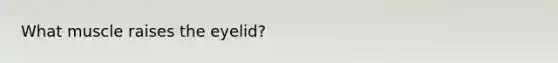 What muscle raises the eyelid?