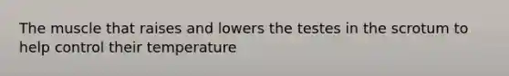 The muscle that raises and lowers the testes in the scrotum to help control their temperature