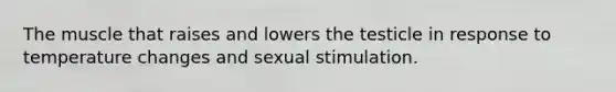 The muscle that raises and lowers the testicle in response to temperature changes and sexual stimulation.