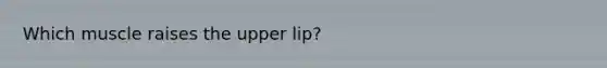 Which muscle raises the upper lip?