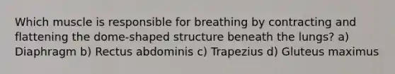 Which muscle is responsible for breathing by contracting and flattening the dome-shaped structure beneath the lungs? a) Diaphragm b) Rectus abdominis c) Trapezius d) Gluteus maximus