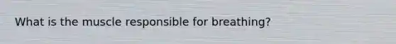 What is the muscle responsible for breathing?