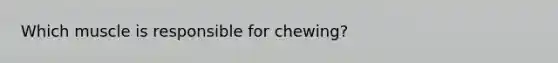 Which muscle is responsible for chewing?