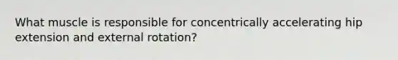 What muscle is responsible for concentrically accelerating hip extension and external rotation?