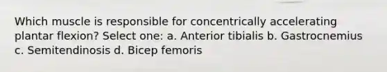 Which muscle is responsible for concentrically accelerating plantar flexion? Select one: a. Anterior tibialis b. Gastrocnemius c. Semitendinosis d. Bicep femoris