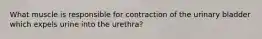 What muscle is responsible for contraction of the urinary bladder which expels urine into the urethra?