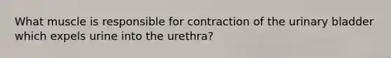 What muscle is responsible for contraction of the <a href='https://www.questionai.com/knowledge/kb9SdfFdD9-urinary-bladder' class='anchor-knowledge'>urinary bladder</a> which expels urine into the urethra?