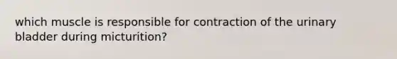 which muscle is responsible for contraction of the urinary bladder during micturition?