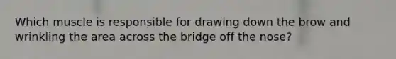 Which muscle is responsible for drawing down the brow and wrinkling the area across the bridge off the nose?