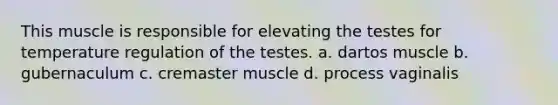 This muscle is responsible for elevating the testes for temperature regulation of the testes. a. dartos muscle b. gubernaculum c. cremaster muscle d. process vaginalis