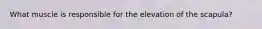 What muscle is responsible for the elevation of the scapula?