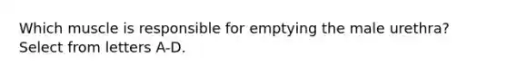 Which muscle is responsible for emptying the male urethra? Select from letters A-D.