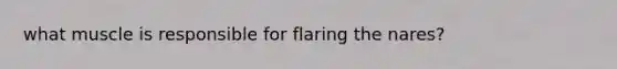 what muscle is responsible for flaring the nares?