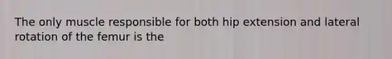 The only muscle responsible for both hip extension and lateral rotation of the femur is the