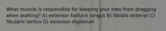 What muscle is responsible for keeping your toes from dragging when walking? A) extensor hallucis longus B) tibialis anterior C) fibularis tertius D) extensor digitorum