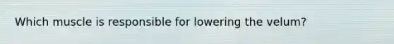 Which muscle is responsible for lowering the velum?
