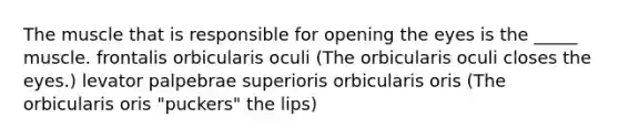 The muscle that is responsible for opening the eyes is the _____ muscle. frontalis orbicularis oculi (The orbicularis oculi closes the eyes.) levator palpebrae superioris orbicularis oris (The orbicularis oris "puckers" the lips)