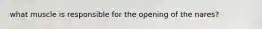 what muscle is responsible for the opening of the nares?