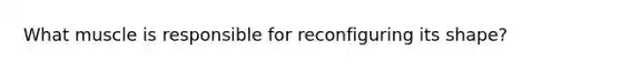 What muscle is responsible for reconfiguring its shape?