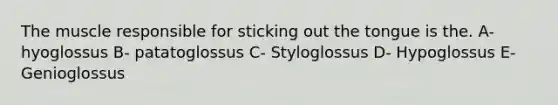 The muscle responsible for sticking out the tongue is the. A- hyoglossus B- patatoglossus C- Styloglossus D- Hypoglossus E- Genioglossus