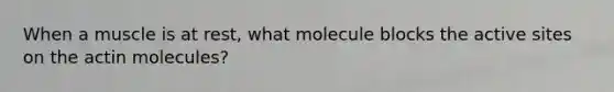 When a muscle is at rest, what molecule blocks the active sites on the actin molecules?