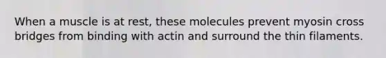 When a muscle is at rest, these molecules prevent myosin cross bridges from binding with actin and surround the thin filaments.