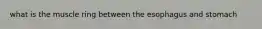 what is the muscle ring between the esophagus and stomach
