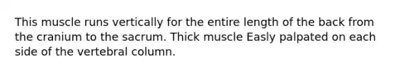 This muscle runs vertically for the entire length of the back from the cranium to the sacrum. Thick muscle Easly palpated on each side of the vertebral column.