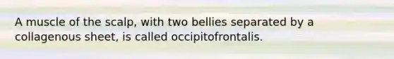 A muscle of the scalp, with two bellies separated by a collagenous sheet, is called occipitofrontalis.