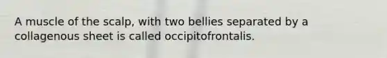 A muscle of the scalp, with two bellies separated by a collagenous sheet is called occipitofrontalis.