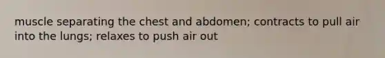 muscle separating the chest and abdomen; contracts to pull air into the lungs; relaxes to push air out