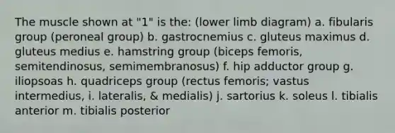 The muscle shown at "1" is the: (lower limb diagram) a. fibularis group (peroneal group) b. gastrocnemius c. gluteus maximus d. gluteus medius e. hamstring group (biceps femoris, semitendinosus, semimembranosus) f. hip adductor group g. iliopsoas h. quadriceps group (rectus femoris; vastus intermedius, i. lateralis, & medialis) j. sartorius k. soleus l. tibialis anterior m. tibialis posterior