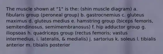 The muscle shown at "1" is the: (shin muscle diagram) a. fibularis group (peroneal group) b. gastrocnemius c. gluteus maximus d. gluteus medius e. hamstring group (biceps femoris, semitendinosus, semimembranosus) f. hip adductor group g. iliopsoas h. quadriceps group (rectus femoris; vastus intermedius, i. lateralis, & medialis) j. sartorius k. soleus l. tibialis anterior m. tibialis posterior