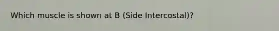 Which muscle is shown at B (Side Intercostal)?