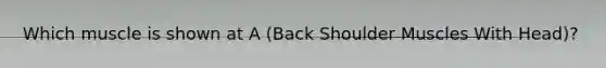 Which muscle is shown at A (Back Shoulder Muscles With Head)?