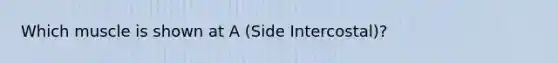 Which muscle is shown at A (Side Intercostal)?