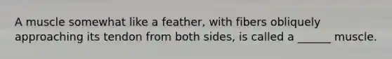 A muscle somewhat like a feather, with fibers obliquely approaching its tendon from both sides, is called a ______ muscle.