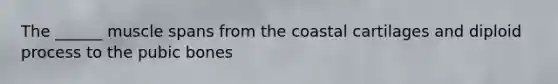 The ______ muscle spans from the coastal cartilages and diploid process to the pubic bones