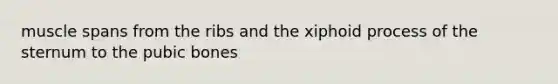muscle spans from the ribs and the xiphoid process of the sternum to the pubic bones