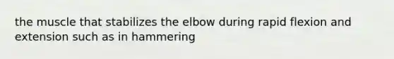 the muscle that stabilizes the elbow during rapid flexion and extension such as in hammering