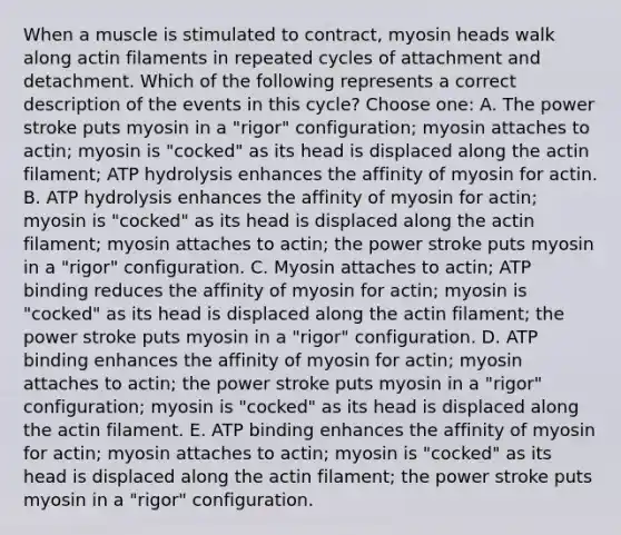 When a muscle is stimulated to contract, myosin heads walk along actin filaments in repeated cycles of attachment and detachment. Which of the following represents a correct description of the events in this cycle? Choose one: A. The power stroke puts myosin in a "rigor" configuration; myosin attaches to actin; myosin is "cocked" as its head is displaced along the actin filament; ATP hydrolysis enhances the affinity of myosin for actin. B. ATP hydrolysis enhances the affinity of myosin for actin; myosin is "cocked" as its head is displaced along the actin filament; myosin attaches to actin; the power stroke puts myosin in a "rigor" configuration. C. Myosin attaches to actin; ATP binding reduces the affinity of myosin for actin; myosin is "cocked" as its head is displaced along the actin filament; the power stroke puts myosin in a "rigor" configuration. D. ATP binding enhances the affinity of myosin for actin; myosin attaches to actin; the power stroke puts myosin in a "rigor" configuration; myosin is "cocked" as its head is displaced along the actin filament. E. ATP binding enhances the affinity of myosin for actin; myosin attaches to actin; myosin is "cocked" as its head is displaced along the actin filament; the power stroke puts myosin in a "rigor" configuration.