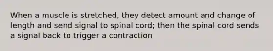 When a muscle is stretched, they detect amount and change of length and send signal to spinal cord; then the spinal cord sends a signal back to trigger a contraction