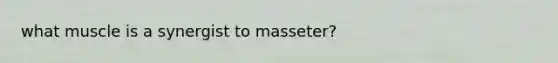 what muscle is a synergist to masseter?