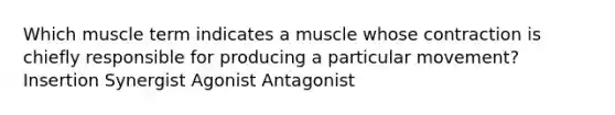 Which muscle term indicates a muscle whose contraction is chiefly responsible for producing a particular movement? Insertion Synergist Agonist Antagonist