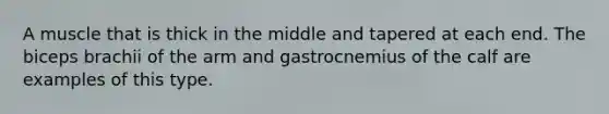 A muscle that is thick in the middle and tapered at each end. The biceps brachii of the arm and gastrocnemius of the calf are examples of this type.