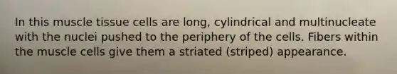 In this muscle tissue cells are long, cylindrical and multinucleate with the nuclei pushed to the periphery of the cells. Fibers within the muscle cells give them a striated (striped) appearance.