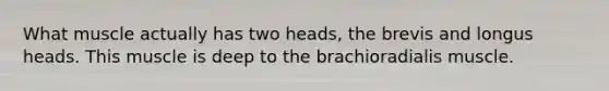 What muscle actually has two heads, the brevis and longus heads. This muscle is deep to the brachioradialis muscle.