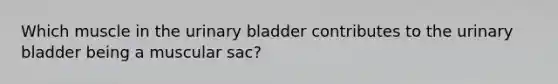 Which muscle in the urinary bladder contributes to the urinary bladder being a muscular sac?