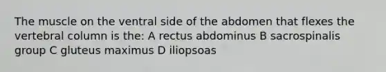 The muscle on the ventral side of the abdomen that flexes the vertebral column is the: A rectus abdominus B sacrospinalis group C gluteus maximus D iliopsoas